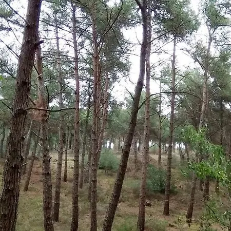Forest Salonica