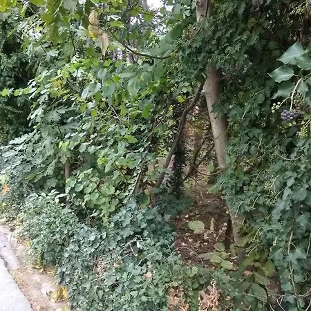 Апартаменты Forest Salonica Салоники