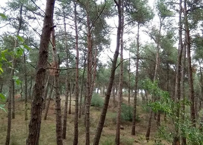 Forest Salonica