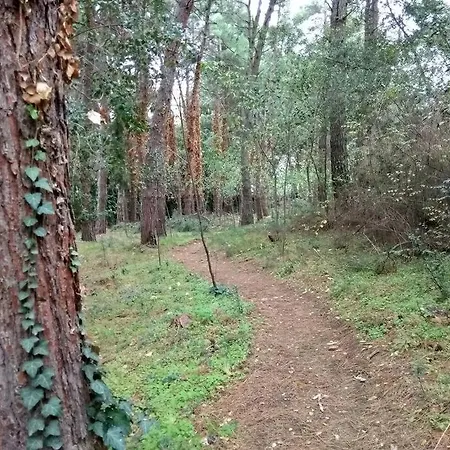 Forest Salonica * Thessalonique