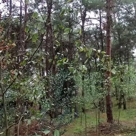 Daire Forest Salonica