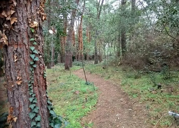 Forest Salonica * سالونيك