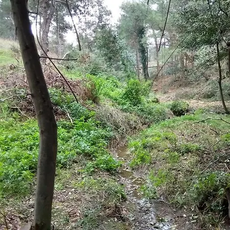 Forest Salonica