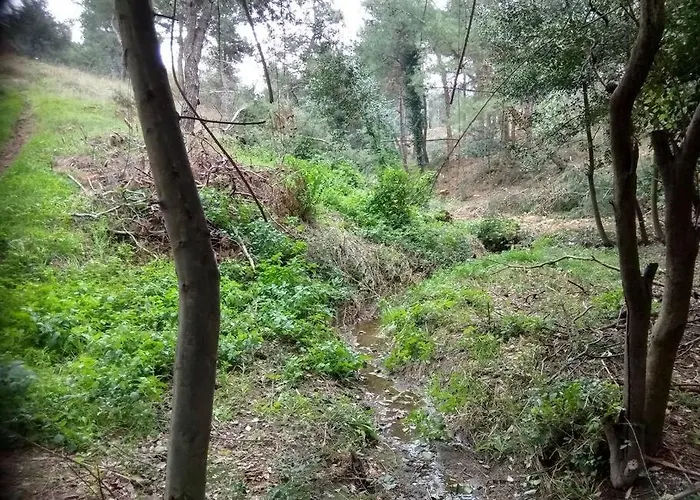 Forest Salonica